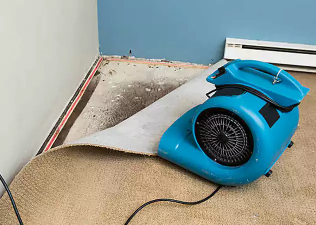 Your Water Damage Experts in Suches, GA