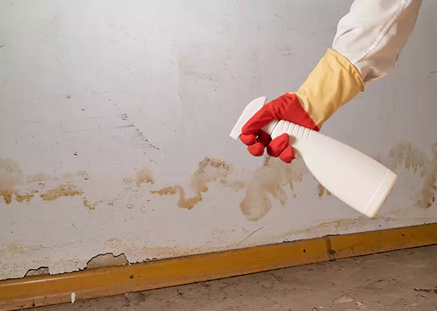 Your Water Restoration and Mold Remediation Specialists in Suches, GA