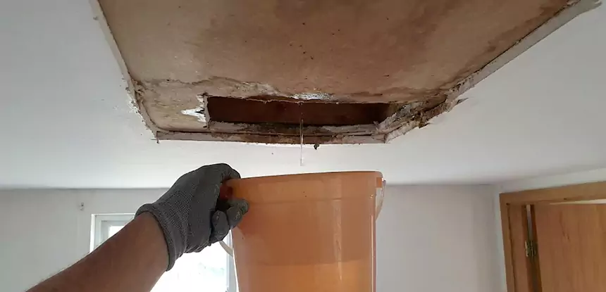 Ceiling Mold Repair Suches 