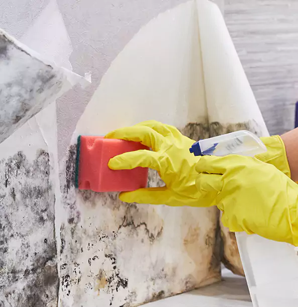 Why Suches Trusts Suches Restoration Pro for Mold and Water Restoration?